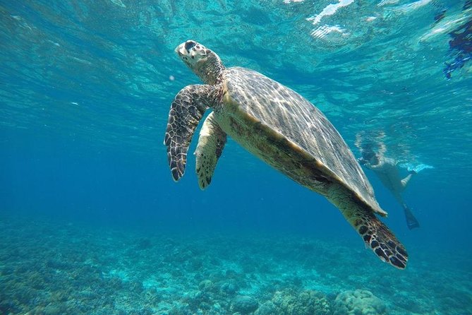 Private Snorkeling Trip (Depart Gili T),Gili Trawangan, Gili Meno,