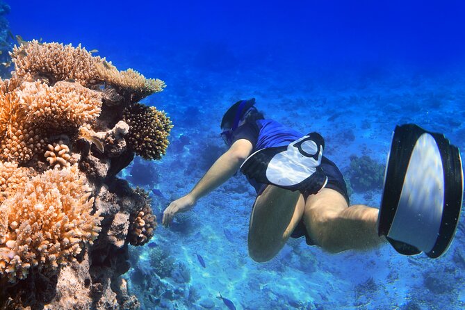 Private Speed Boat Snorkeling Trip to Tiran Island