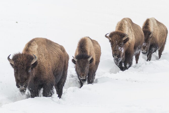Private Sunrise Winter Tour of Grand Teton National Park - Good To Know