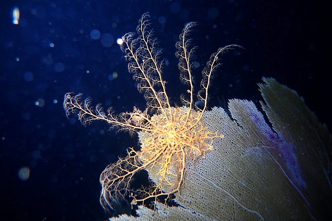 Private Sunset Charter Guided Night Snorkeling in St Thomas