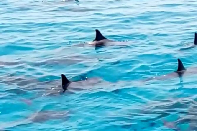 PRIVATE TOUR ! 4-Hours Swiming With Dolphins, Snorkeling, Island by Speed Boat - Good To Know