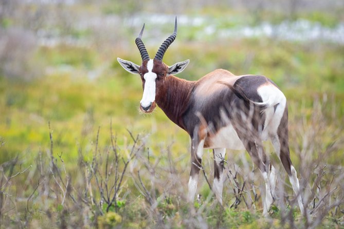 Private Tour : Africas Big 5 Aquila Safari & Wine - Good To Know