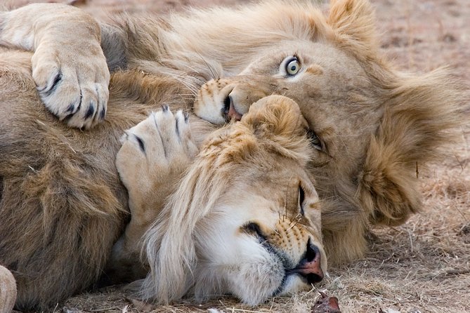 Private Tour: Big 5 Inverdoorn Private Game Reserve & Wine Tasting