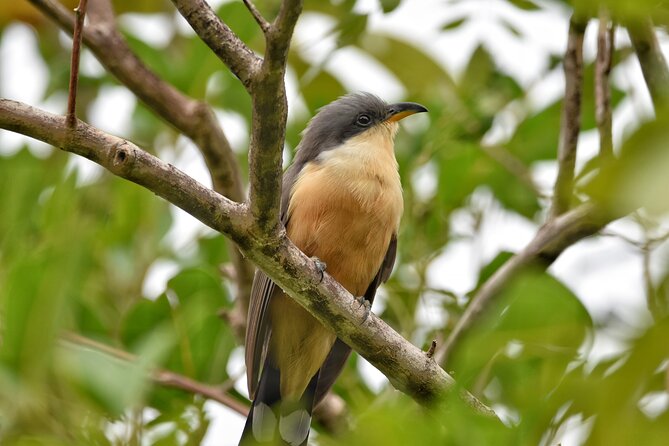 Private Tour Bird Watching in St Lucia