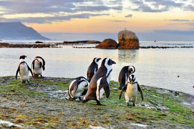 Private Tour Cape of Good Hope-Boulders Penguins From Cape Town - Good To Know