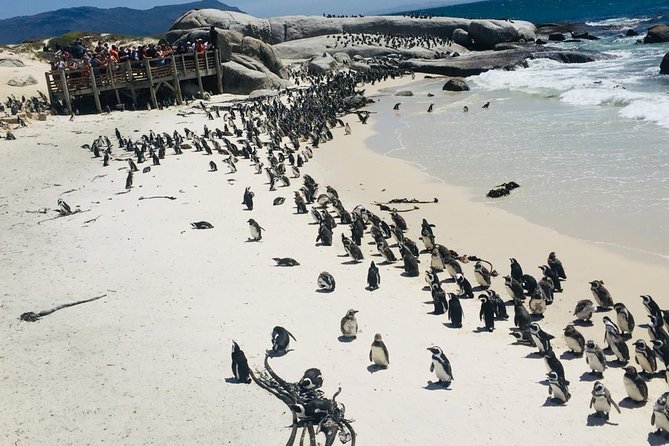 Private Tour Cape of Good Hope & Penguins Sightseeing Full Day - Tour Highlights