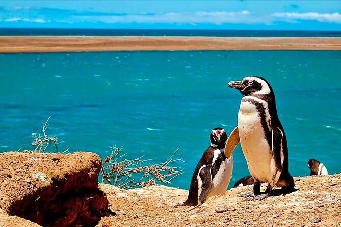 Private Tour for Cruises to the Valdés Peninsula - Good To Know