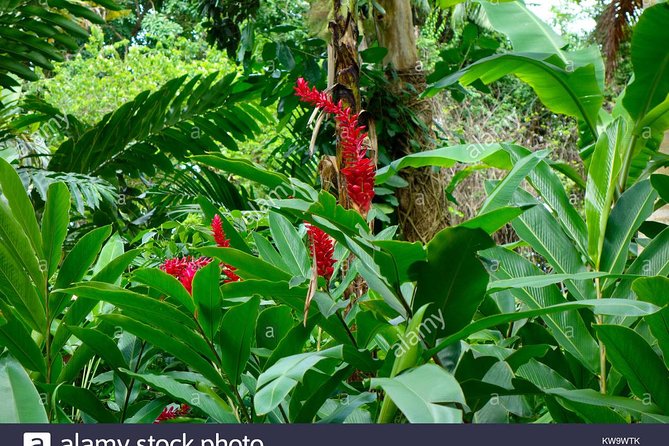 Private Tour From Ocho Rios To Konoko Falls And Garden and Shopping