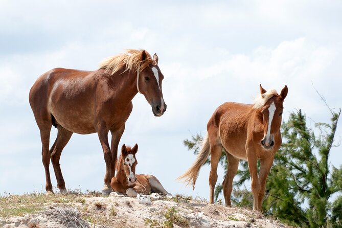 Private Tour Landmarks of Grand Turk - Tour Highlights
