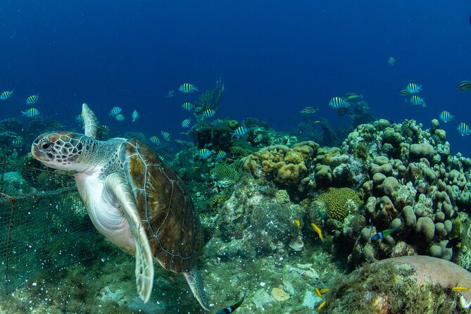 Private Tour Moalboal Island Hopping Pescador Island Sardines