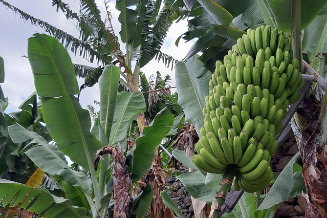 Private Tour of Banana Farm From Funchal