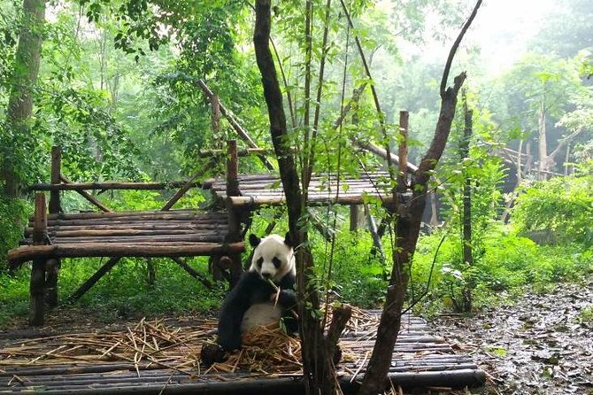 Private Tour of Chengdu Panda Center and Leshan Giant Buddha - Good To Know