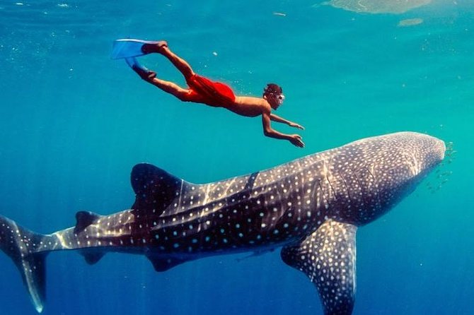 Private Tour: Oslob Cebu Whale Shark Experience