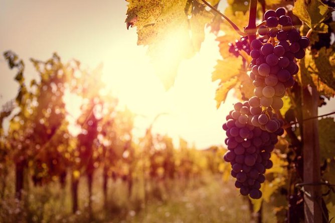 Private Tour: Ribatejo Region With Wine Tasting - Good To Know