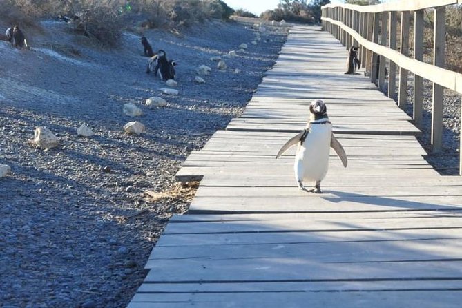 Private Tour Showcases Penguin Paradise in Puerto Madryn