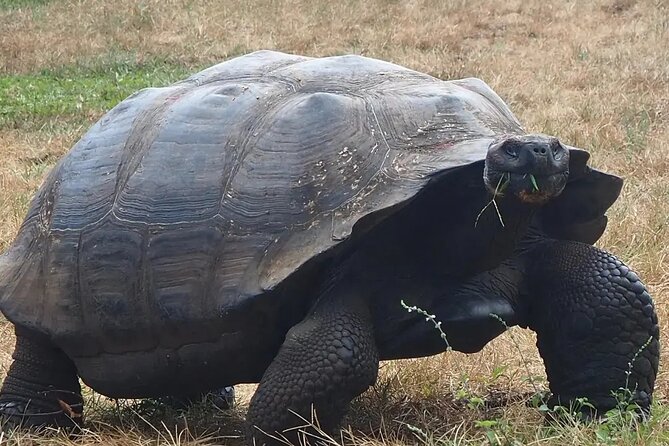 Private Tour Sighting Giant Tortoises and Lava Tunnels