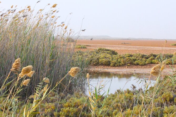 3 Best Tours In Dakhla