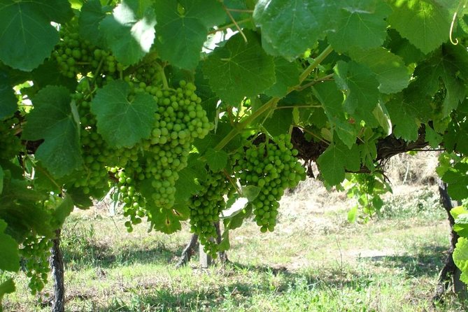 Private Tour to Ponte De Lima, Vinho Verde Region - Good To Know