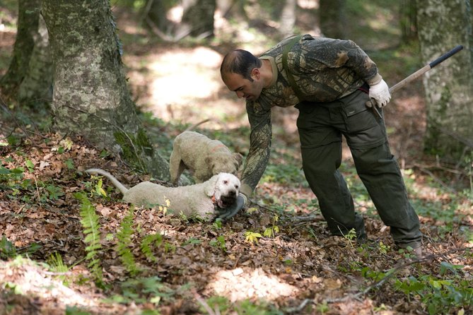 Private Tour: Truffle-Hunting Experience From Positano With Lunch