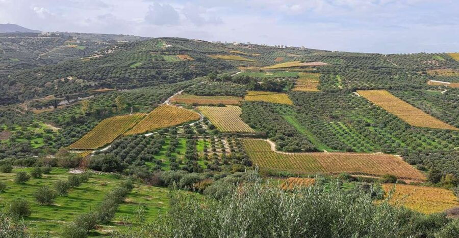 Private Tour – Wine/Olive Oil Tasting and Pottery Work Shop