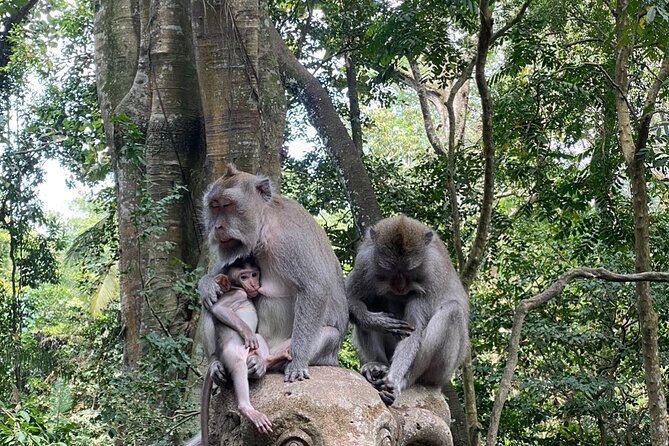 Private Ubud Monkey Forest Rice Terrace and Hidden Waterfall Tour - Good To Know