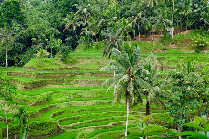Private Ubud Tour With Hidden Waterfalls - Good To Know