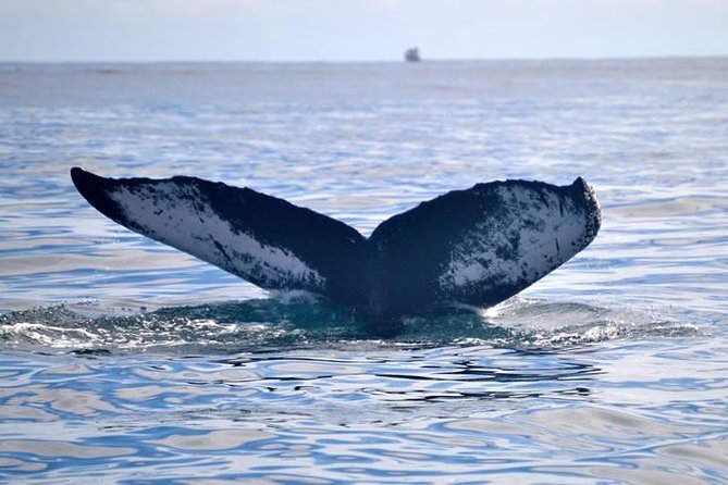 Private Waitukubuli Dolphin & Whale Watching - Good To Know