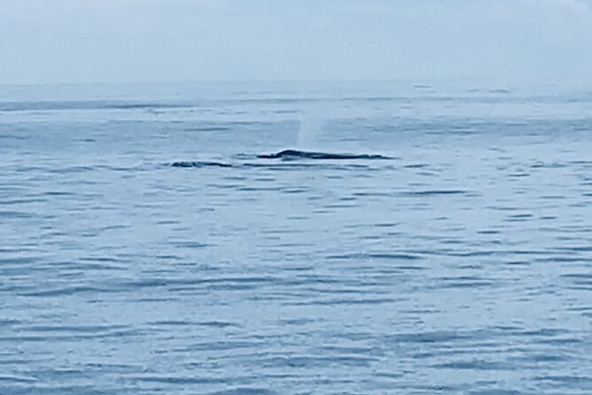 Private Whale Watching and Dolphin Excursion