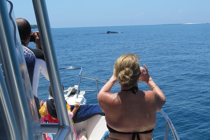 Private Whale Watching Tour at the Pearl Islands Departing From Panama City