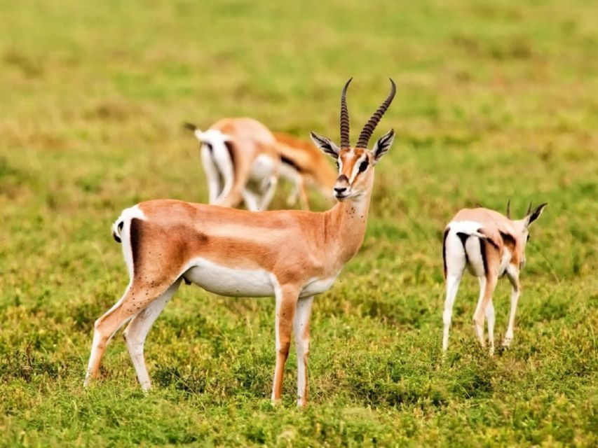 Private Wildlife National Park & Sahara Desert With Lunch - Good To Know