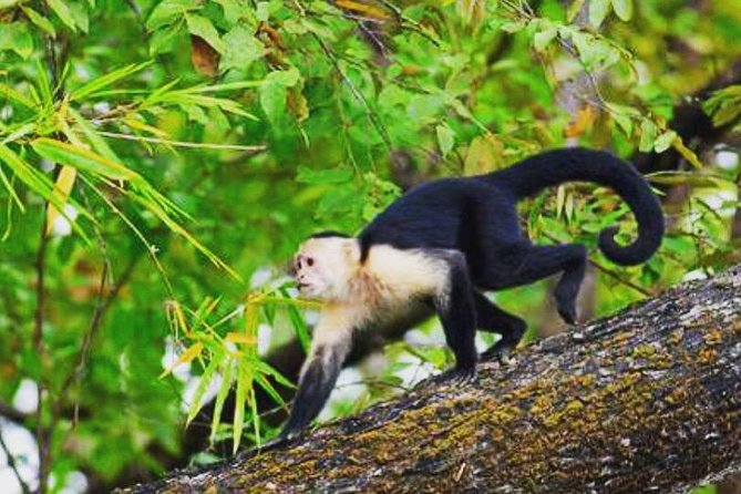 Private Wildlife-Spotting Tour of Palo Verde National Park  - Playa Flamingo - Good To Know