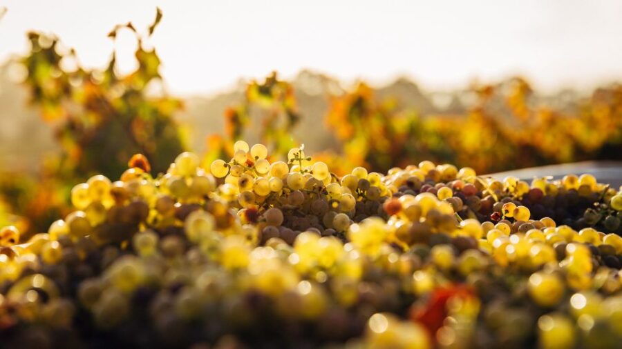 Private Wine Tasting Experience in Athens - Good To Know