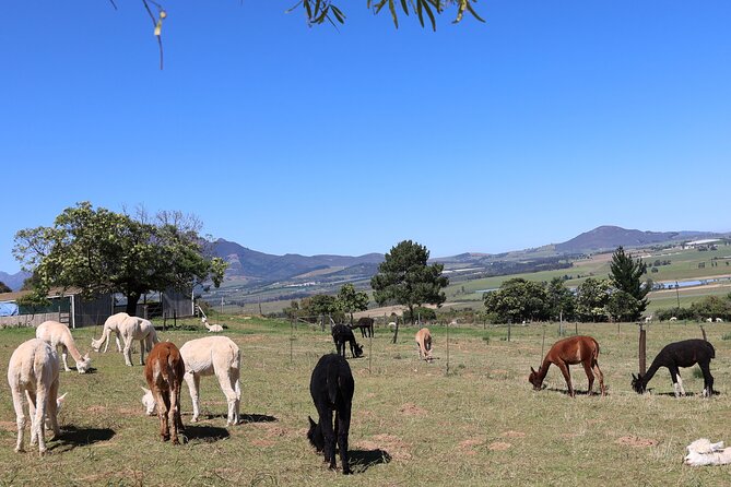 Private Wine Tour Cape Town With Local Guide, Tasting Fees Includ - Good To Know