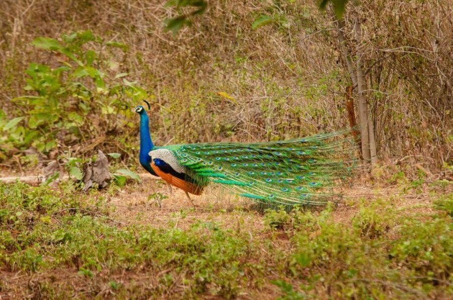 Private Yala National Park Wildlife Safari From Hambantota - Good To Know