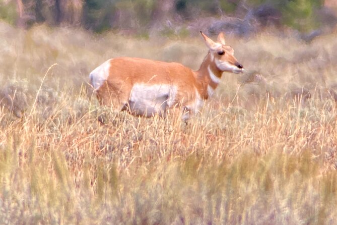 Private Yellowstone Upper Loop Tour - Good To Know