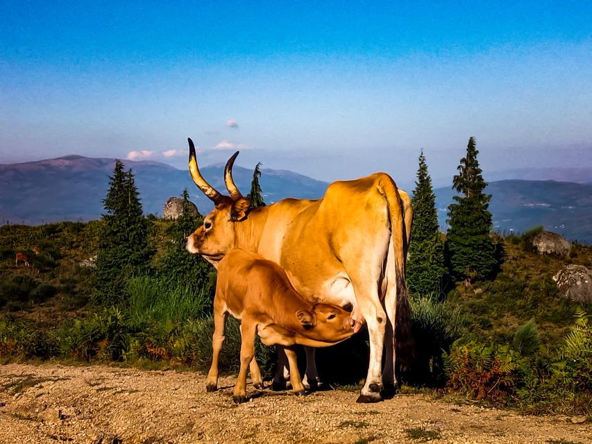 Prozelo: Buggy Adventure in Arcos De Valdevez & Peneda-Gerês - Good To Know