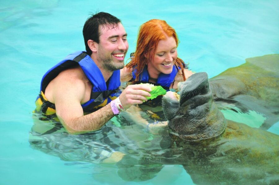 Puerto Aventuras: Dolphin Swim, Manatee Meet, and Lunch - Experience Highlights
