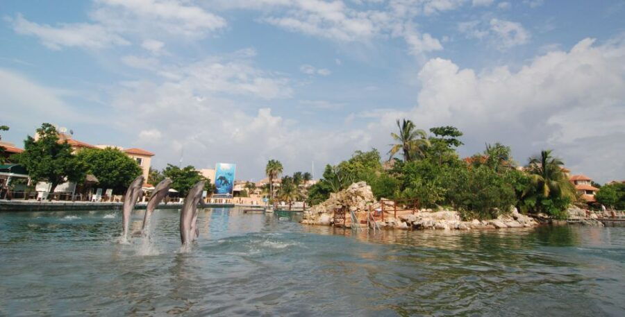 Puerto Aventuras: Sea Lion Discovery Ticket