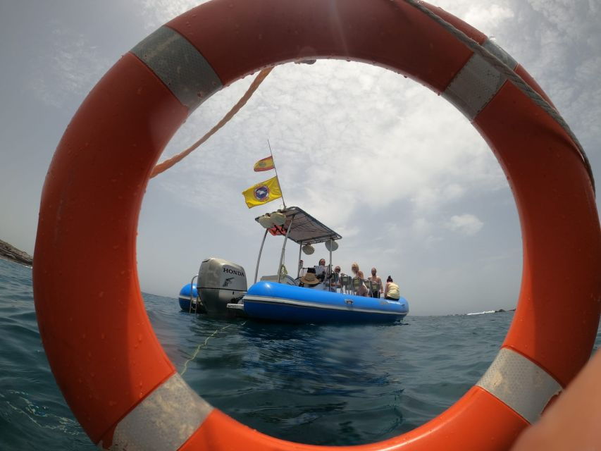 Puerto Colon : Dolphin & Whale Watching on a Speedboat