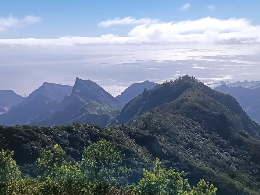 Puerto De La Cruz: Avatar Forest -Taganana-Teresitascoctail