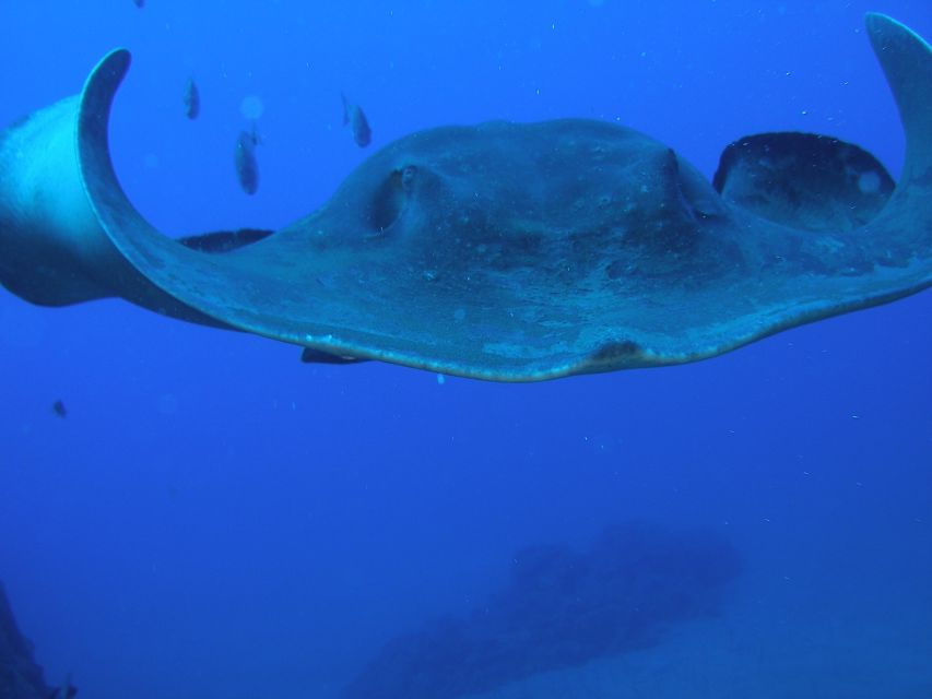 Puerto De La Cruz: Submarine Trip and Beach Stop in Tenerife - Good To Know