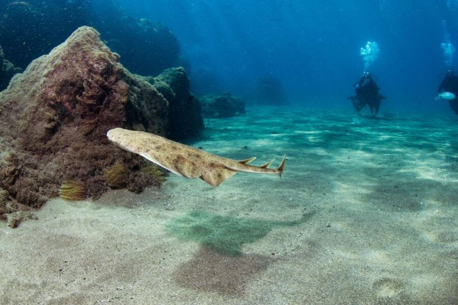 Puerto Del Carmen: 2 Beginner Dives & Atlantic Museum Dive - Good To Know