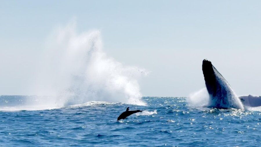 Puerto Escondido: Sunrise and Dolphin Watching Tour - Good To Know