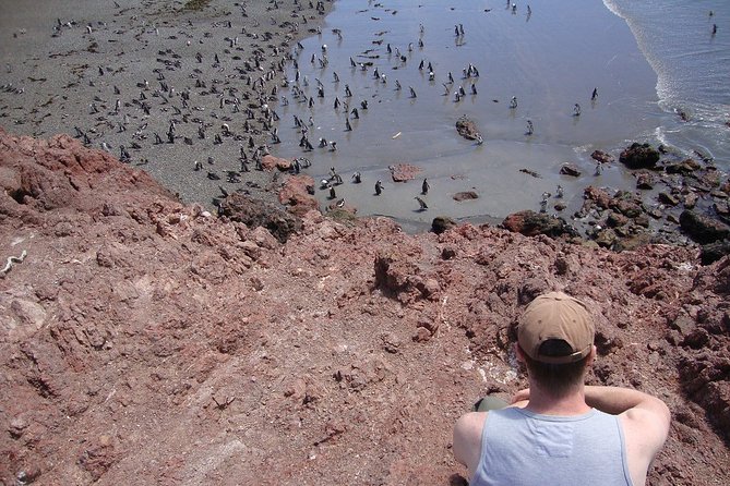 Puerto Madryn Shore Excursion: Private Day Trip to Punta Tombo Penguin Colony - Good To Know