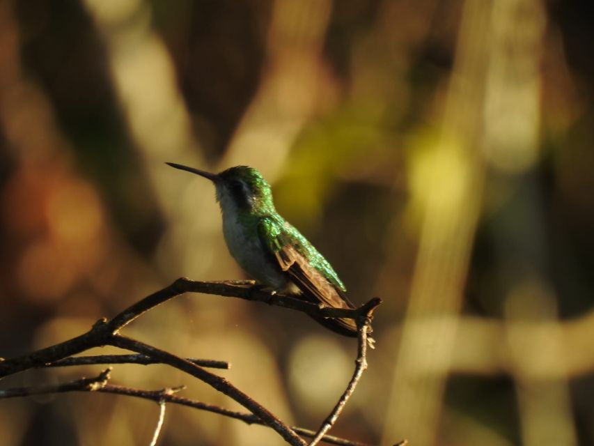 Puerto Morelos: Cenotes Birdwatching Tour - Good To Know