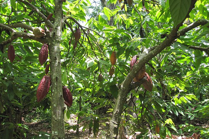 Puerto Plata: Escapada Cultural Tour in Puerto Plata - Good To Know