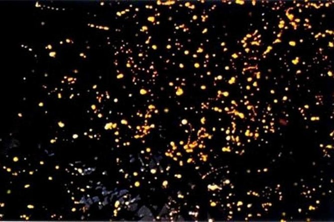 Puerto Princesa Fireflies Watching With Dinner - Booking Information