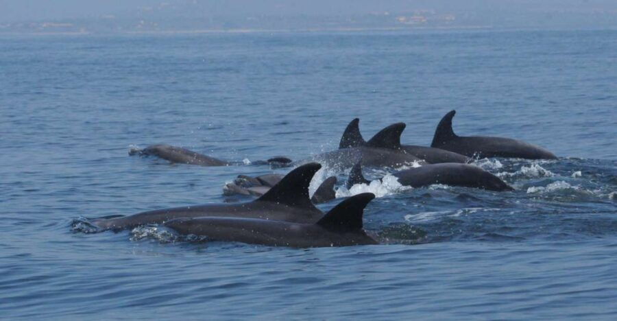 Puerto Vallarta: Dolphin Watching Cruise With a Biologist - Good To Know