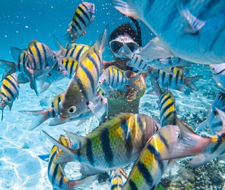Puerto Vallarta: Los Arcos Islands Boat Tour and Snorkeling