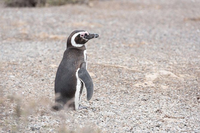 Punta Tombo Tour, the Penguin Experience